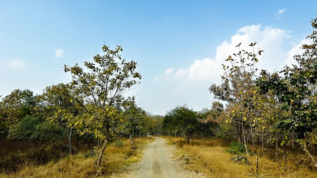 nature background photoshoot without filters