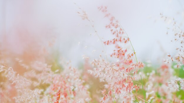 Photo nature background pink grass flowers with macro view