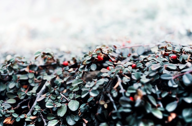 Nature background. Red Berries of Cotoneaster. Cotoneaster horizontalis plant with ripe red berries