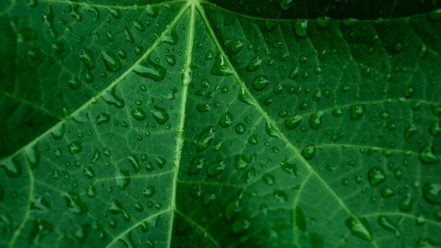 Nature Background of Ricinus communis Leaf with raindrop