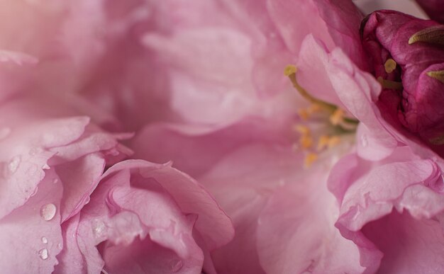 Foto la natura dei germogli dei fiori di sakura