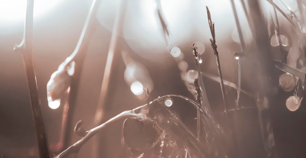 Nature background at sunrise