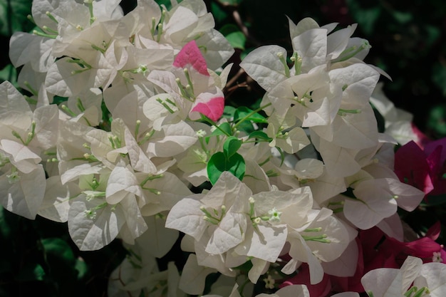 Nature Background White Bugenvil Flower