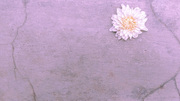 Foto fondo della natura del fiore bianco sul vecchio cemento del muro