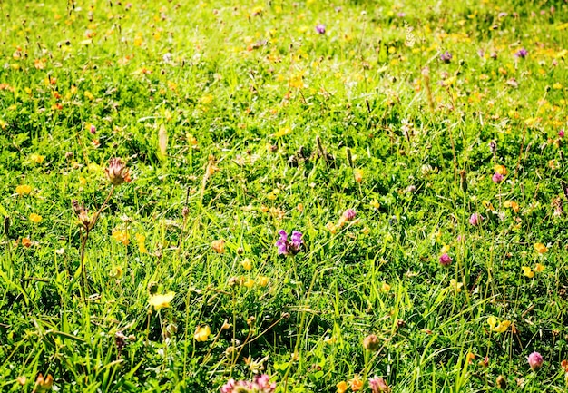 Nature background with field of green grass and wildflowers