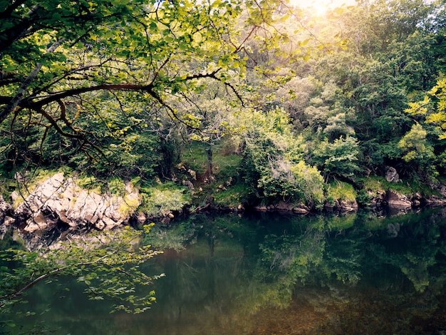 森の木々と湖の自然の背景