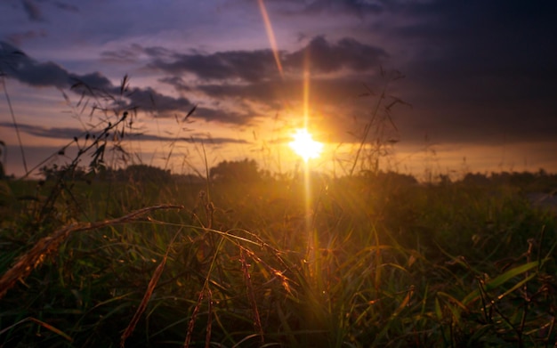 Фото Природный фон с травой на солнце