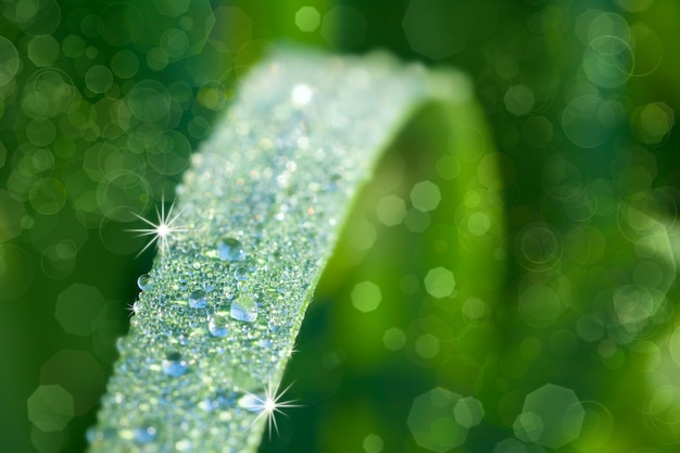 Nature Background with Grass and waterdrops