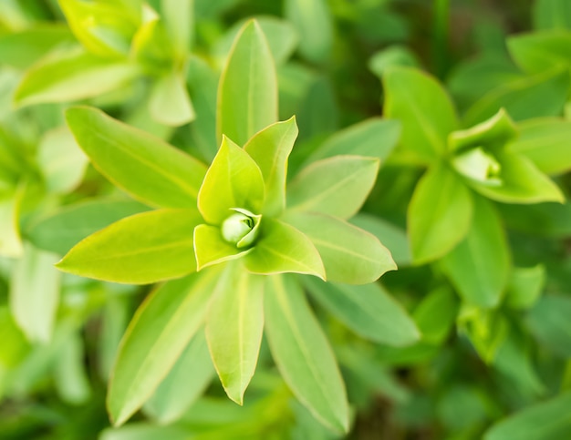 Nature background with green plant