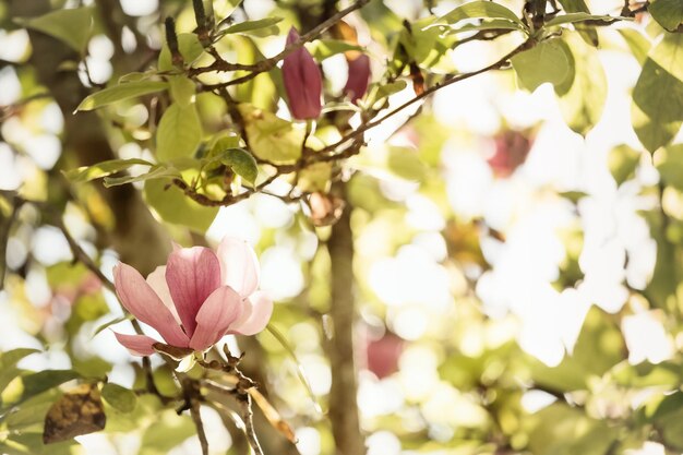 春に咲くピンクのモクレンの花と自然の背景。