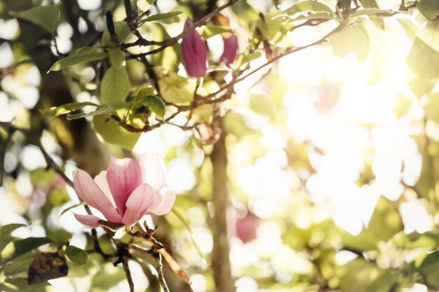 春に咲くピンクのモクレンの花と自然の背景。