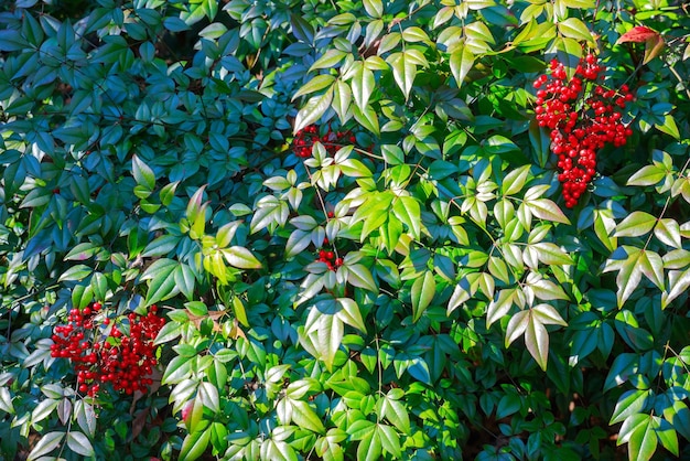 Nature background with red berries and green leaves