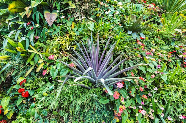 Nature background with tropical green leaf