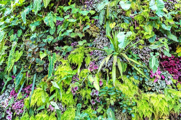 写真 熱帯の緑の葉と自然の背景