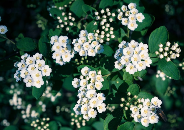 Nature background with white flowers on bush