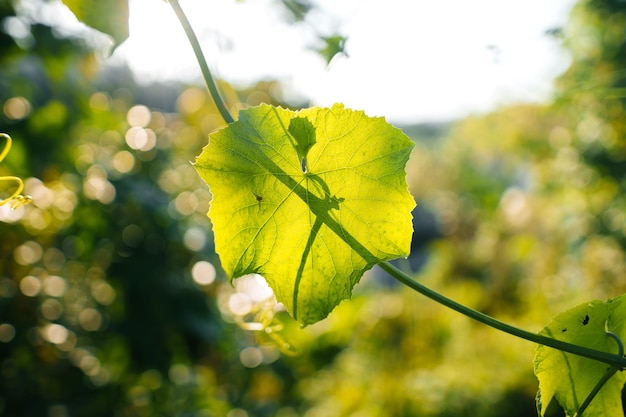 自然 backgroundleaf 草と緑の木々 の背景