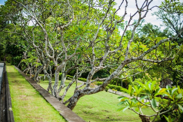 Nature bali indonesia