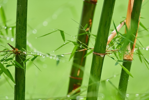 Природа бамбуковых ветвей с каплями дождя.