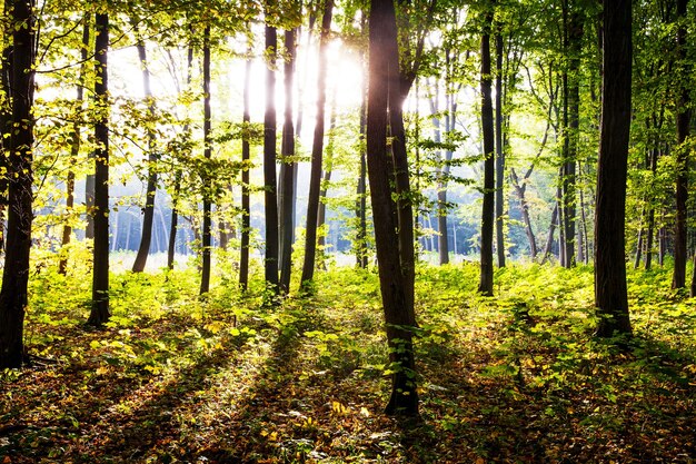 Nature. Beautiful autumn morning in the forest