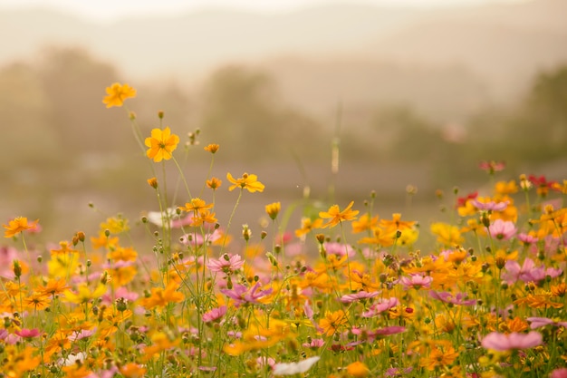 Nature Beautiful Cosmos flowers meadows 