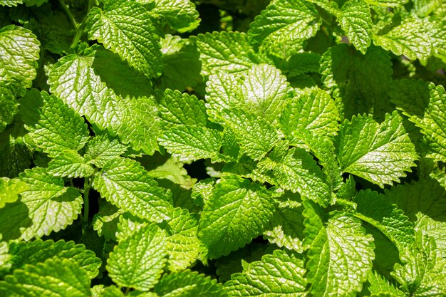 Nature beautiful green leaves of melissa