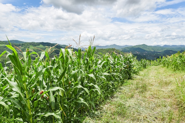 nature of beautiful morning corn field on the mountain