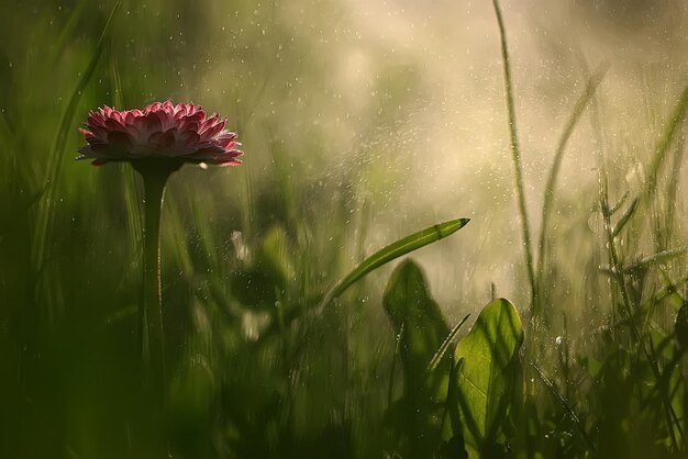 nature beauty flowers / background flowers vintage toning, beautiful nature photo macro