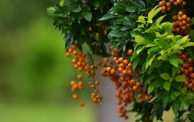 Natura bellissima