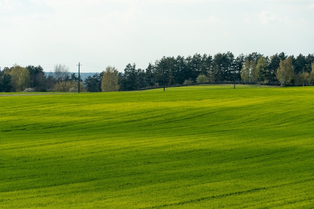 Nature of belarus endless fields and forests of the republic of
belarus national nature reserve a field for growing cereals