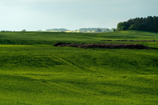 Nature of belarus endless fields and forests of the republic of
belarus national nature reserve a field for growing cereals