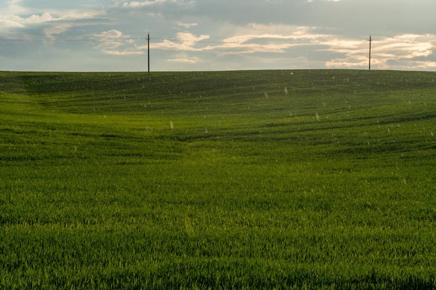 Nature of Belarus Endless fields and forests of the Republic of Belarus National Nature Reserve A field for growing cereals