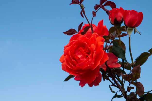 自然大きな赤いバラは、ロマンチックなバレンタインのためのコピースペースとはっきりとした青い空の背景にバラ