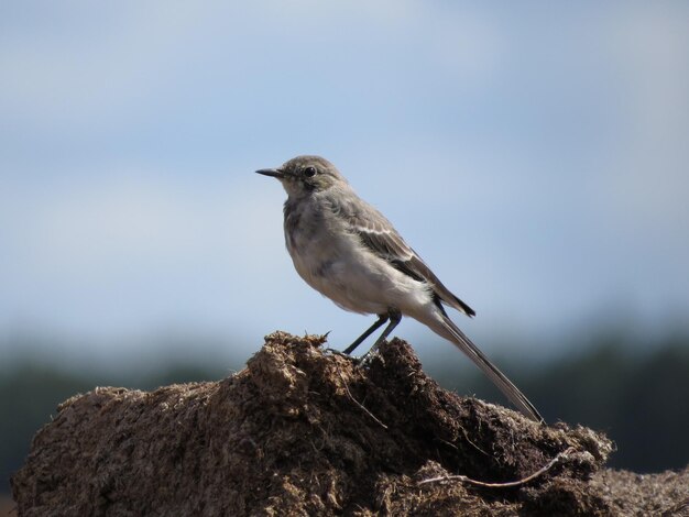 Nature and birds