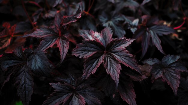 Nature black leafs