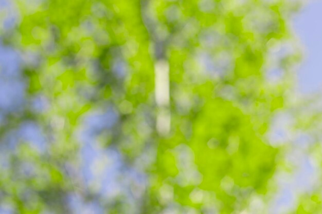 nature bokeh with defocussed blurred green tree and blue sky in the background in sunny day