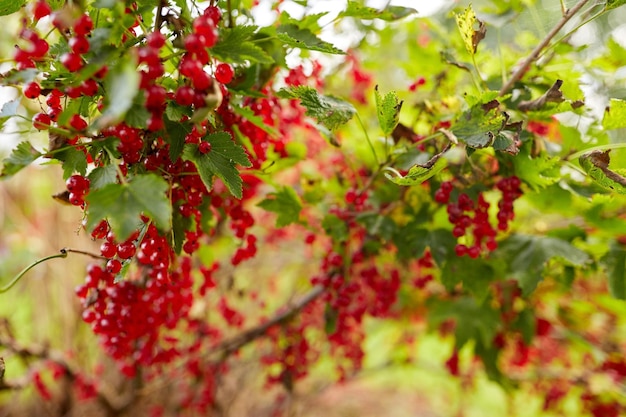 nature, botany, gardening and flora concept - red currant bush at summer garden