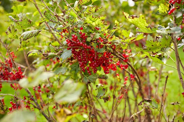концепция природы, ботаники, садоводства и флоры - куст красной смородины в летнем саду