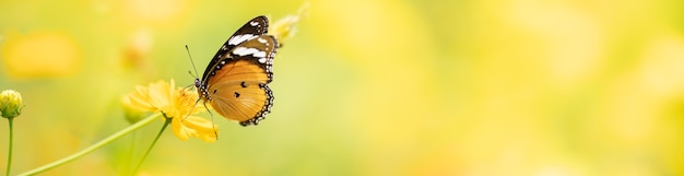 Foto natura della farfalla e del fiore in giardino utilizzando come sfondo la pagina di copertina del giorno delle farfalle o il modello di banner brochure della pagina di destinazione della pagina di destinazione design