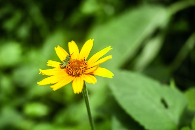 Foto farfalla natura insetti naturali montaa montagna verde