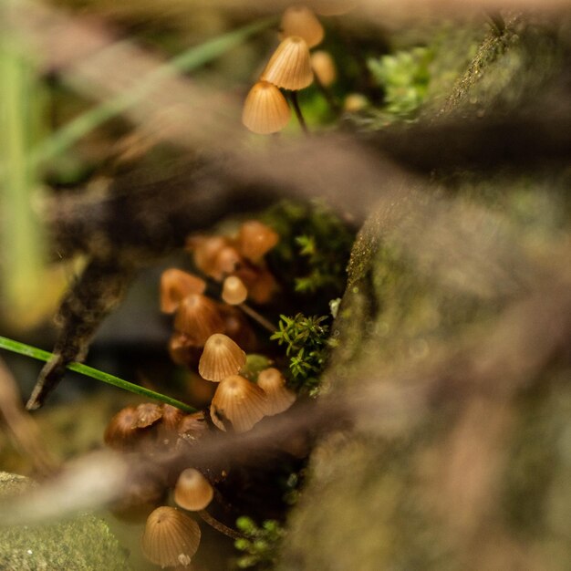 Foto farfalla natura insetti naturali montaa montagna verde