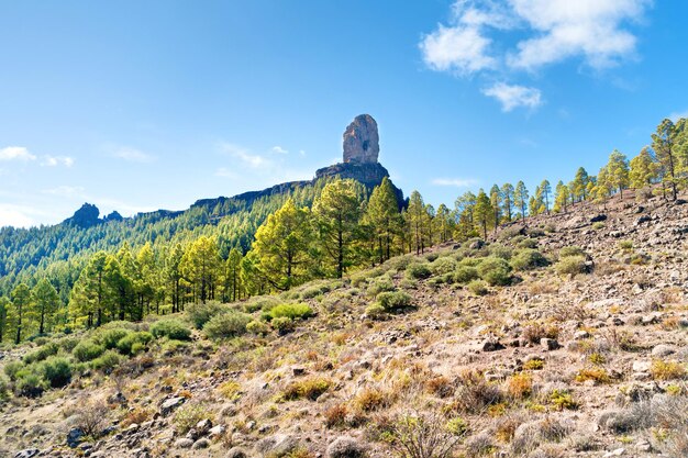 松の木と派手な岩のある山ロケヌブロの自然カナリア諸島の風景