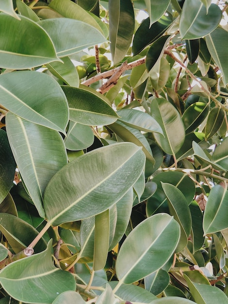 Foto la natura chiude le foglie di una pianta tropicale