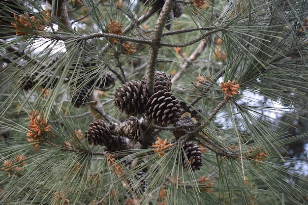 nature close up pine cone on the tree