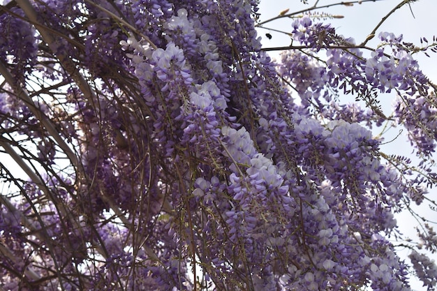 自然をクローズアップ紫の花の木