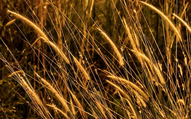 Fondo del primo piano della natura con le canne