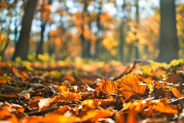 Nature closeup of falling autumn leaves with vibrant backlight from the setting sun. Relaxing season