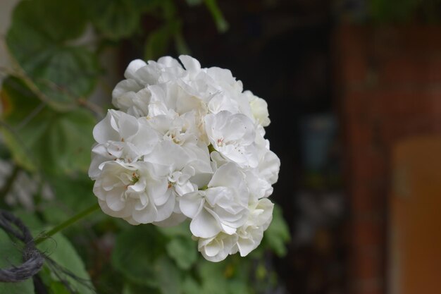 nature closeup white flower