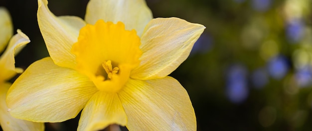 Nature closeup, yellow daffodil flowers on dark background. Spring blooming yellow flowers