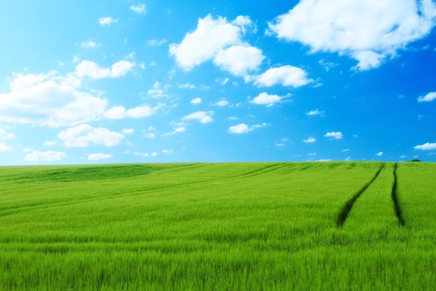 Nature clouds and blue sky with landscape of field for farm mockup space environment and ecology plant grass and horizon with countryside meadow for spring agriculture and sustainability