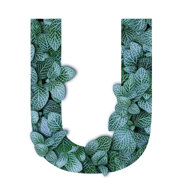 Nature concept alphabet of green leaves in alphabet letter U shapes